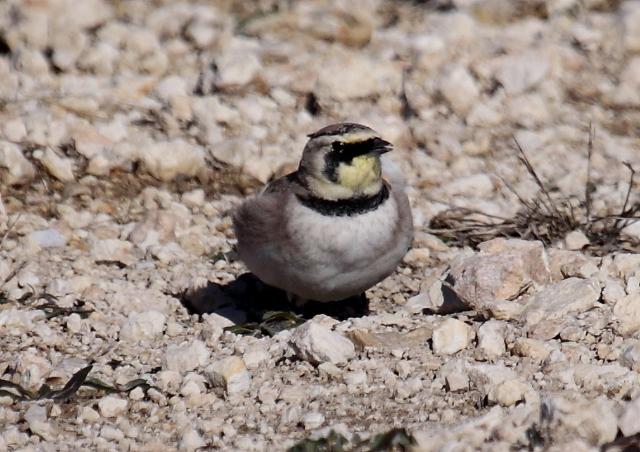 Horned Lark _0735.JPG
